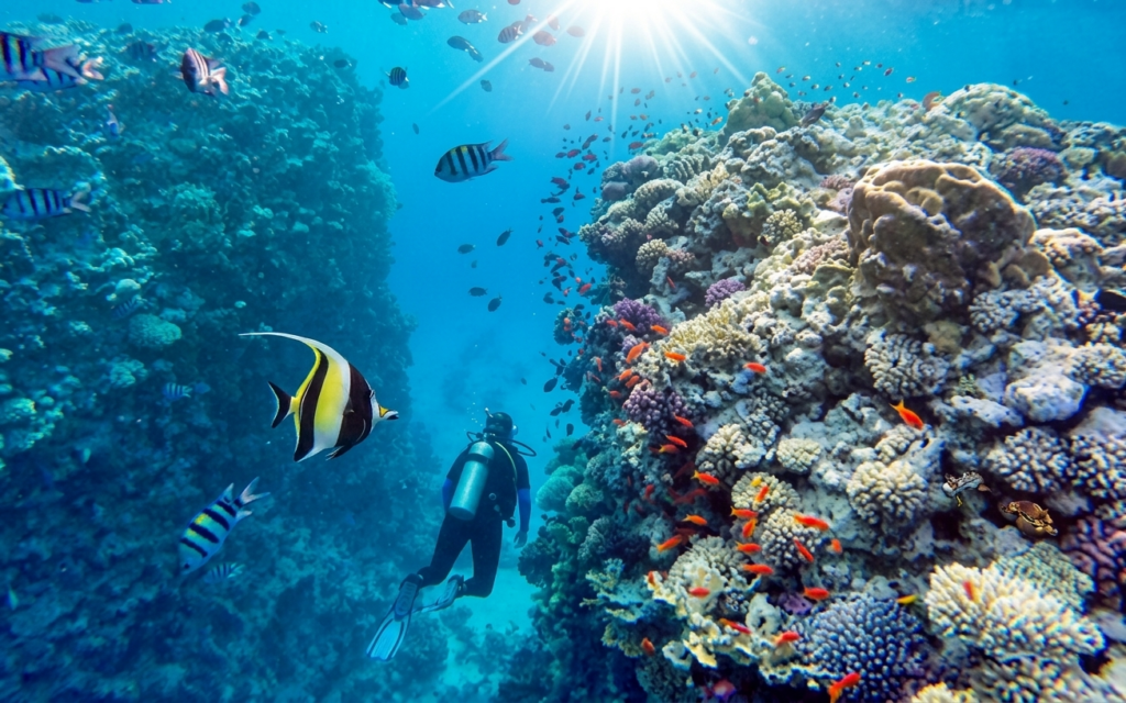 Soma Bay Diving | White Sands Residences